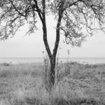 IGOR SHUTOV. Kopli Apple-Tree. Estonia, 2021