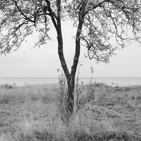 IGOR SHUTOV. Kopli Apple-Tree. Estonia, 2021