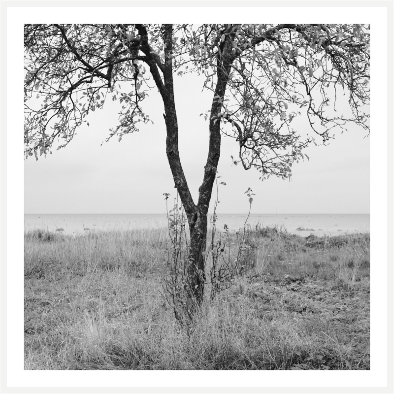 IGOR SHUTOV. Kopli Apple-Tree. Estonia, 2021